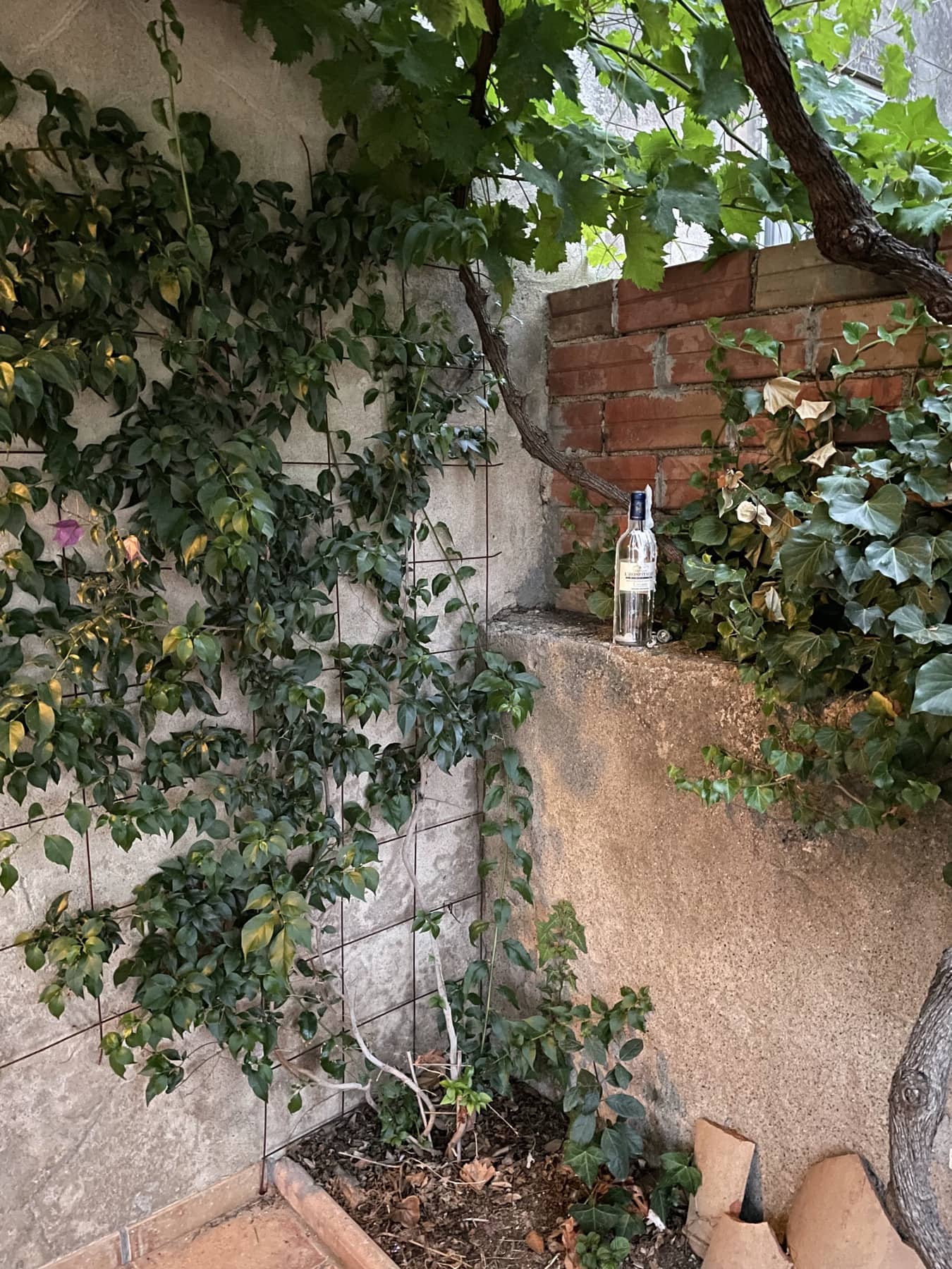 Trädgården vid huset