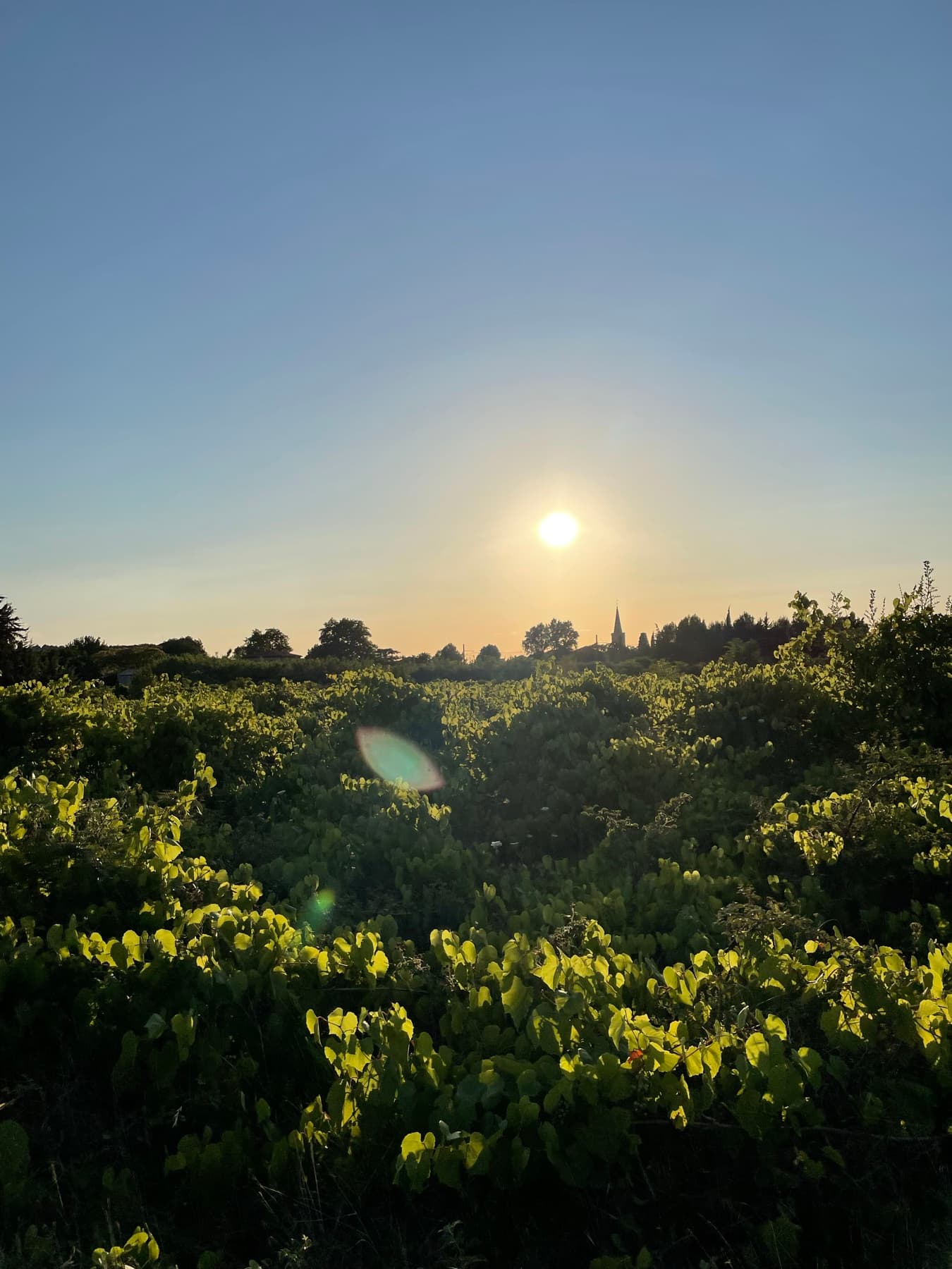 Vingårdar i solnedgång